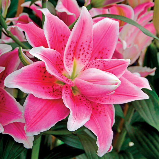 DIFFERENT TYPES OF LILIES (VIDEO)