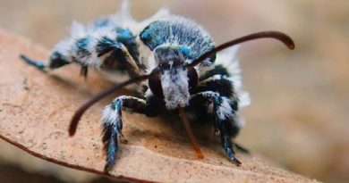 Rare Blue 130 Years After It Went 'Extinct'