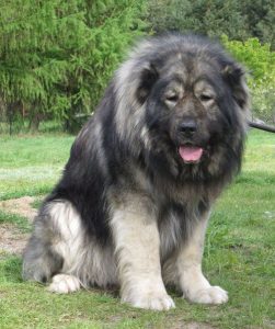 Powerful Caucasian Shepherd Ovcharka Dog – Wolf Killer!! (VIDEO)