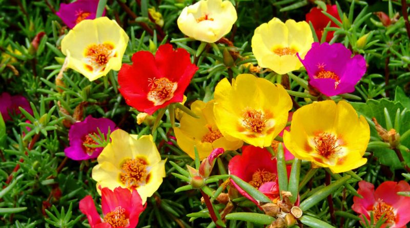 Portulaca Gandiflora