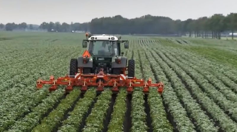 potato planting