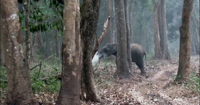 Asian Elephant