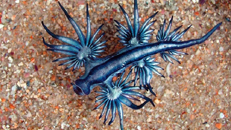 Rare “Blue Dragon” Spotted on the Shores of Australia (Video)