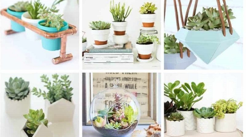 DIY Succulent Garden Ideas Try