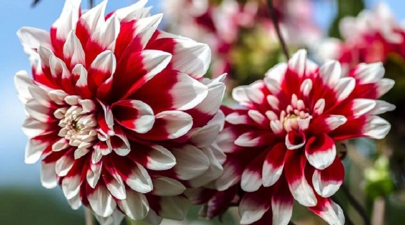 How to Grow Dahlias