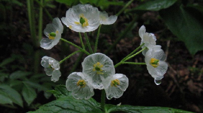 Flowers Turns into Skeleton