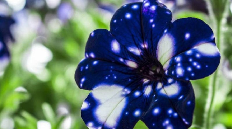 Night Sky Petunia Like hiding Secret Universes inside Them