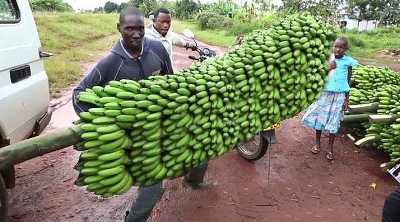 Harvest Banana