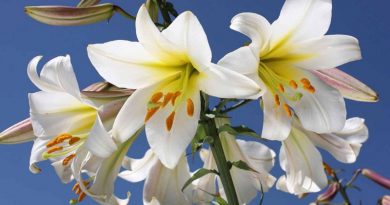 Lily Love : How to Grow