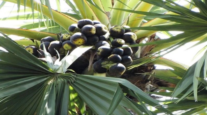 palmyra fruit