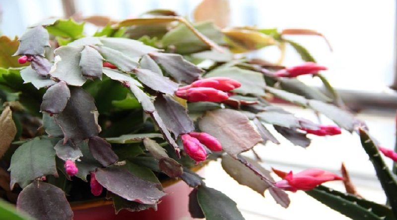 Christmas-Cactus-Bloom!