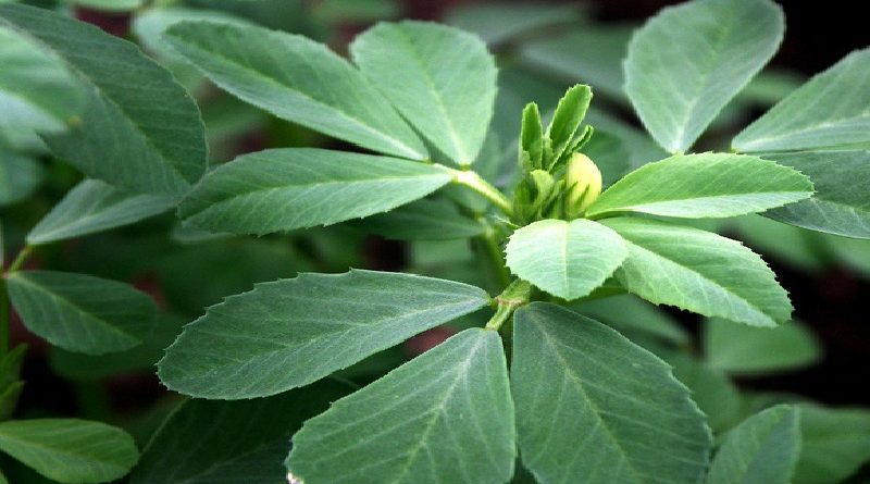 How to Grow Fenugreek