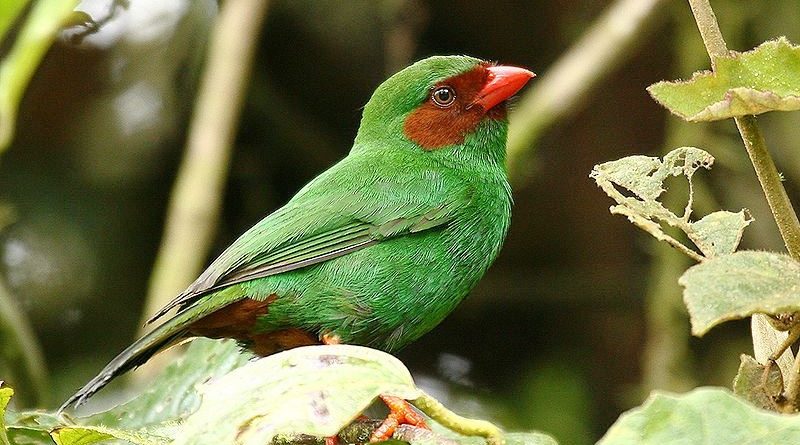 Green Tanager