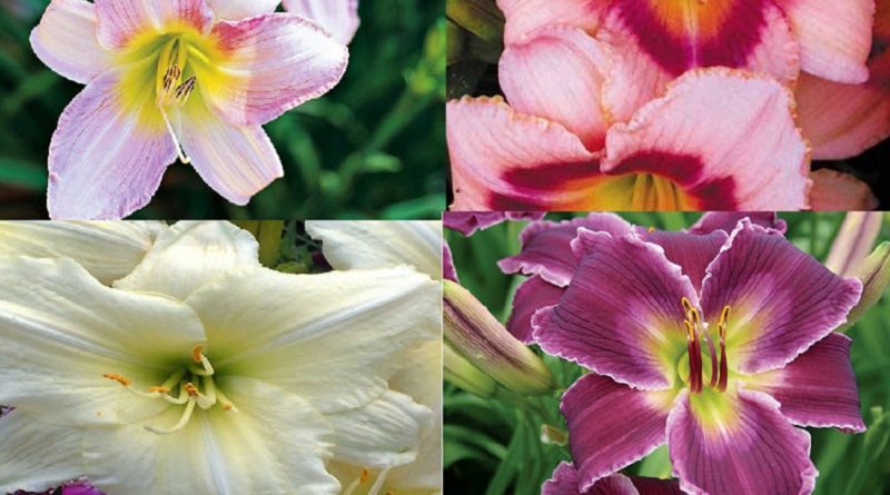 DAYLILY VARIETIES