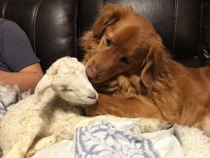 Goat Comforts Dog