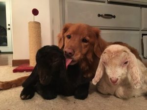 Goat Comforts Dog