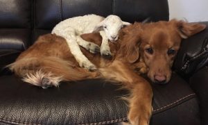 Goat Comforts Dog