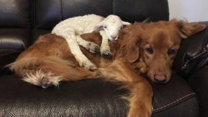 Goat Comforts Dog