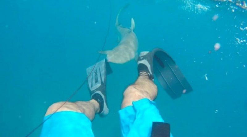 Spearfishing Diver Being Attacked By 8ft Reef Shark