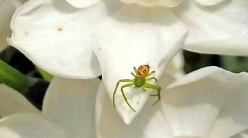 Little Spider Like A Happy Man