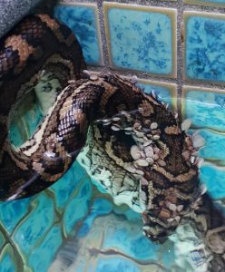 A Snake Covered In 511 Paralysis Ticks Discovered In Pool(Video)