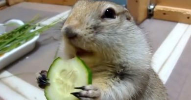 She Gave This Baby A Cucumber