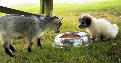 The Pygmy Goat Approaches A Puppy. What Happens Next Is Amazing!(Video)