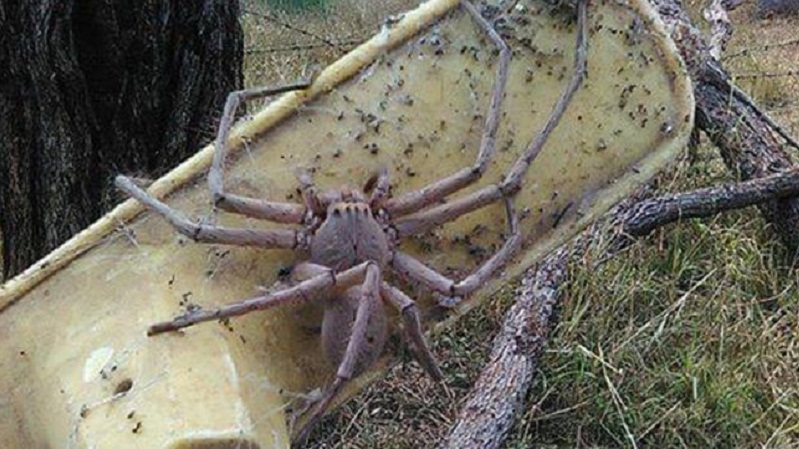 Rescued Spider Is The Size Of A Pug