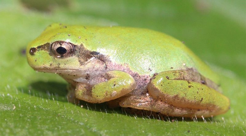 Frogs Can't Vomit