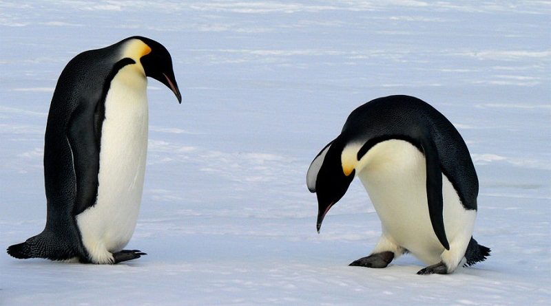 Penguin Feet Don’t Freeze