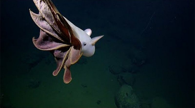 Ghostly Dumbo Octopus