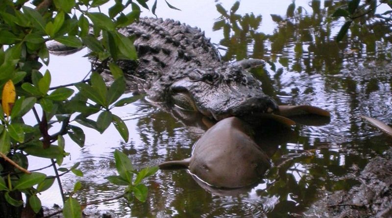 Alligators Sharks