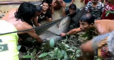 Saving Giant Catfish