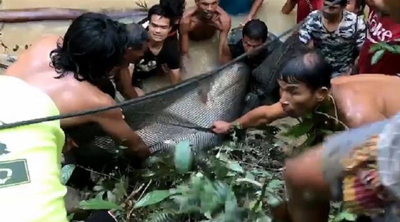 Saving Giant Catfish