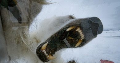 Wild Polar Bear Tries To Break In  BBC Earth (VIDEO)