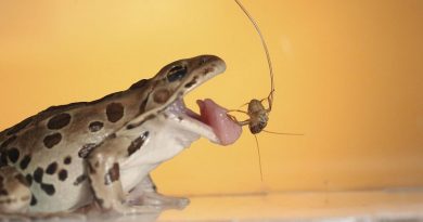 Frog Switch Between Sticking Prey