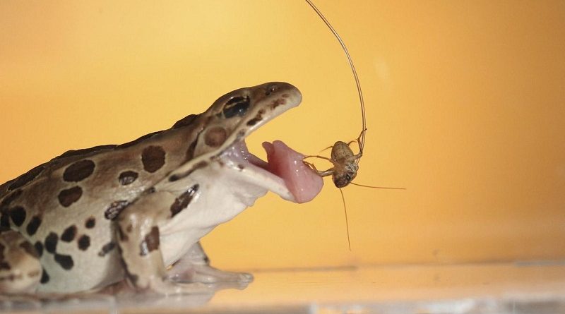 Frog Switch Between Sticking Prey