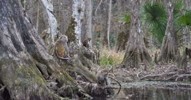 River Full of Monkeys