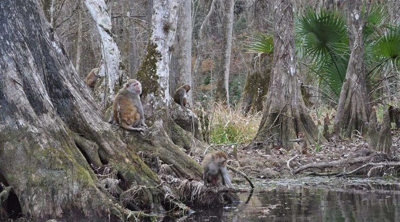 River Full of Monkeys