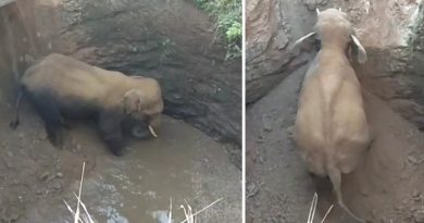 Rescuers Save Terrified Baby Elephant