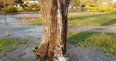 Tree Pouring in Montenegro