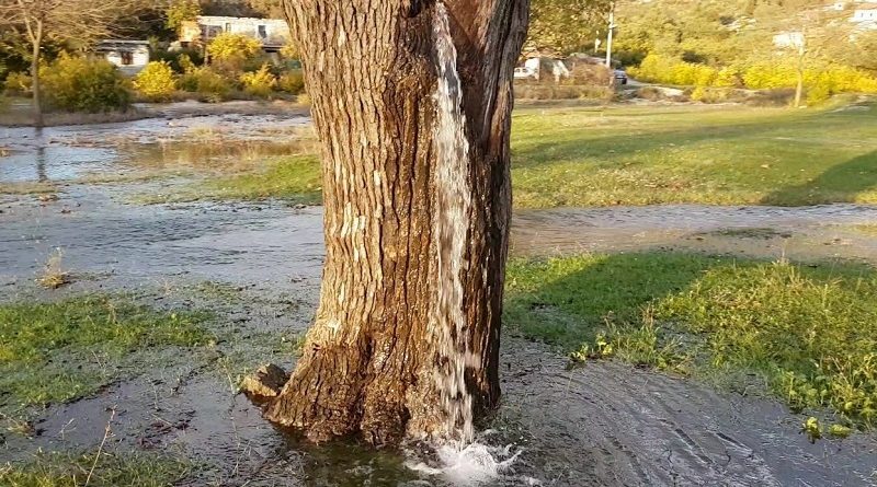 Tree Pouring in Montenegro