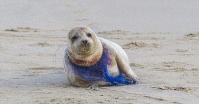 Seal With Plastic Netting Wrapped Tightly