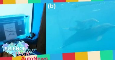 Dolphins Love Watching TV Too