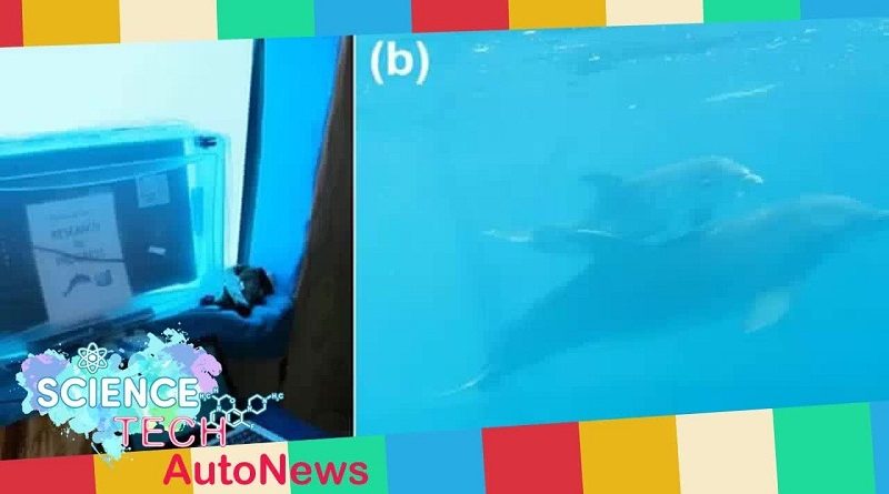 Dolphins Love Watching TV Too