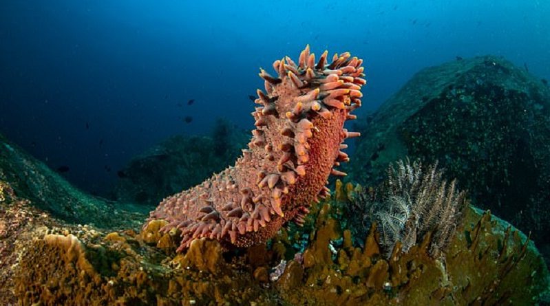 Sea Cucumbers