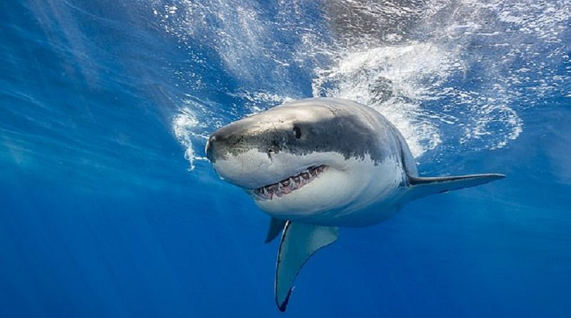 Climate Change is Making Sharks right-handed