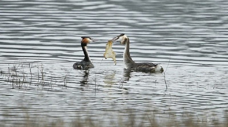 Depressing Water Bird