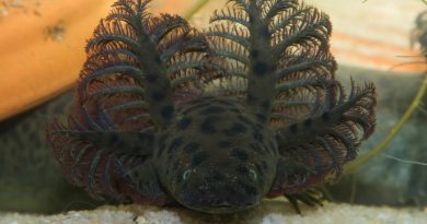 Salamander Breathes