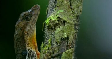 Lizard Breathing Underwater